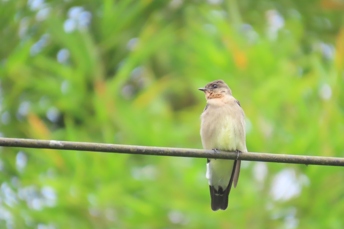 Пампасная ласточка - ML646249787