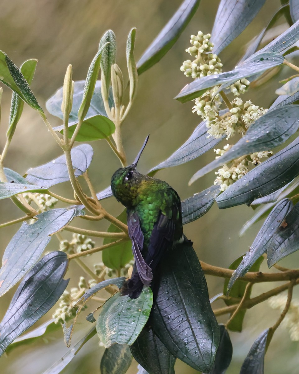 Златогрудый эрион - ML646249789