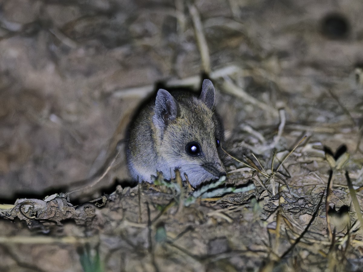 Fat-tailed Dunnart - ML646249791