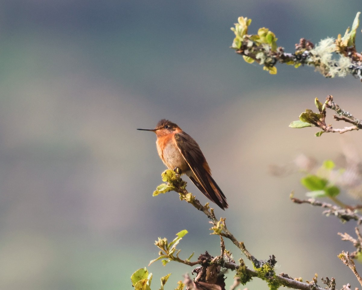 Shining Sunbeam - ML646249792