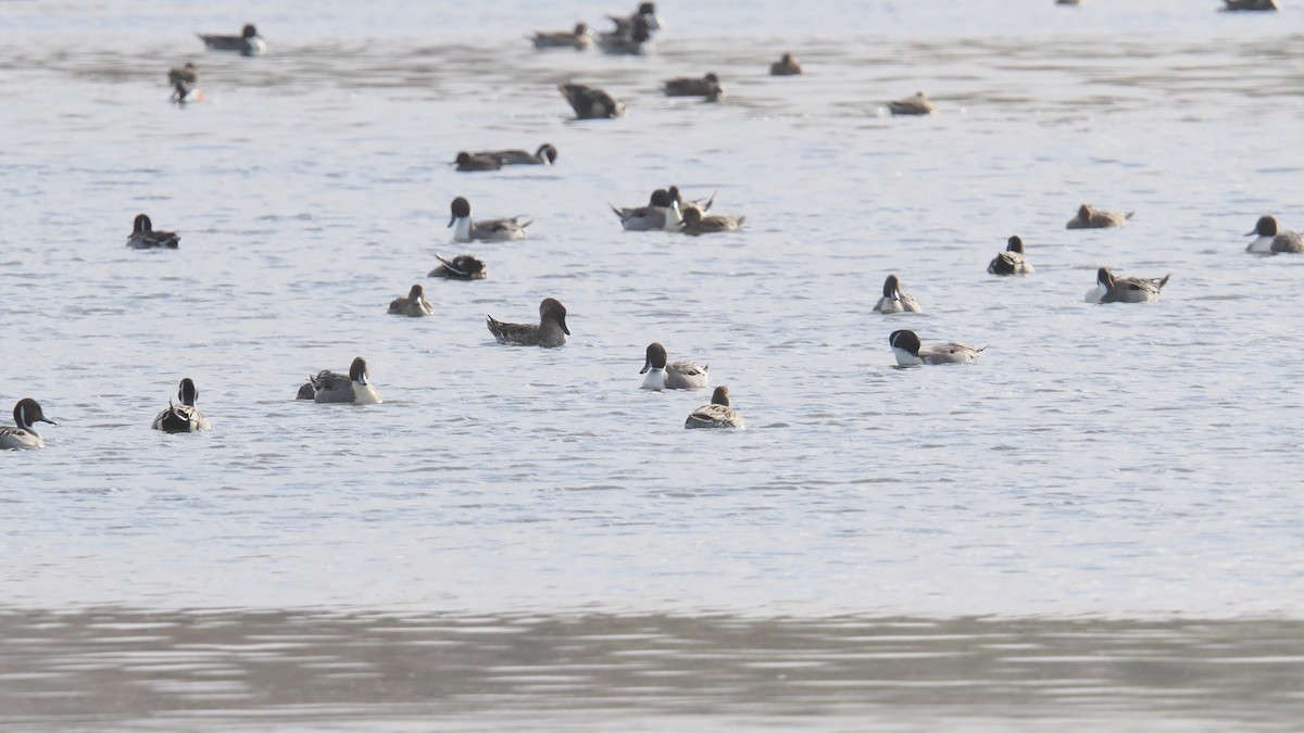 オナガガモ - ML646249796