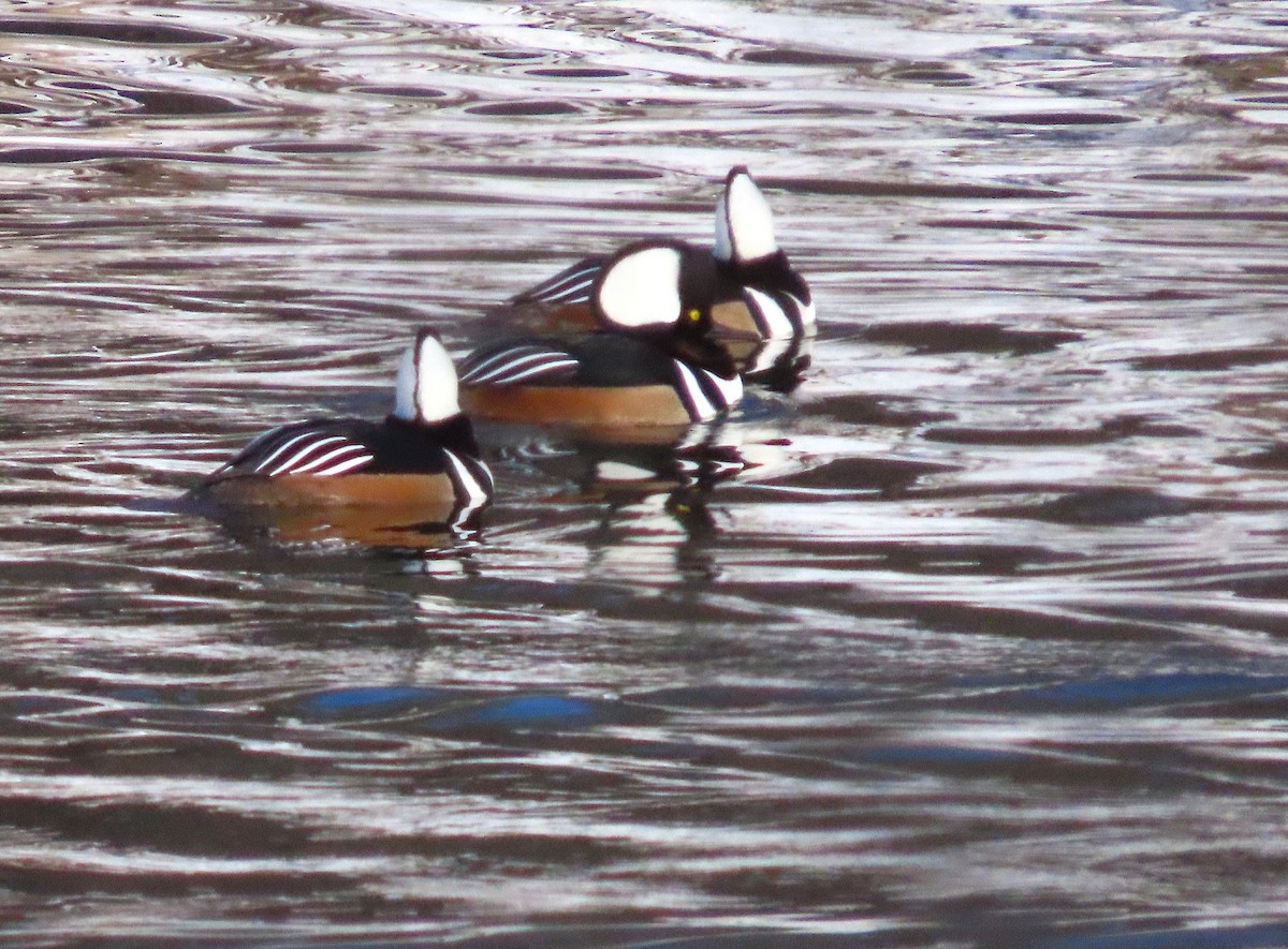Hooded Merganser - ML646249799