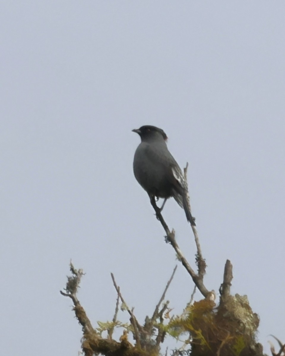 Red-crested Cotinga - ML646249802
