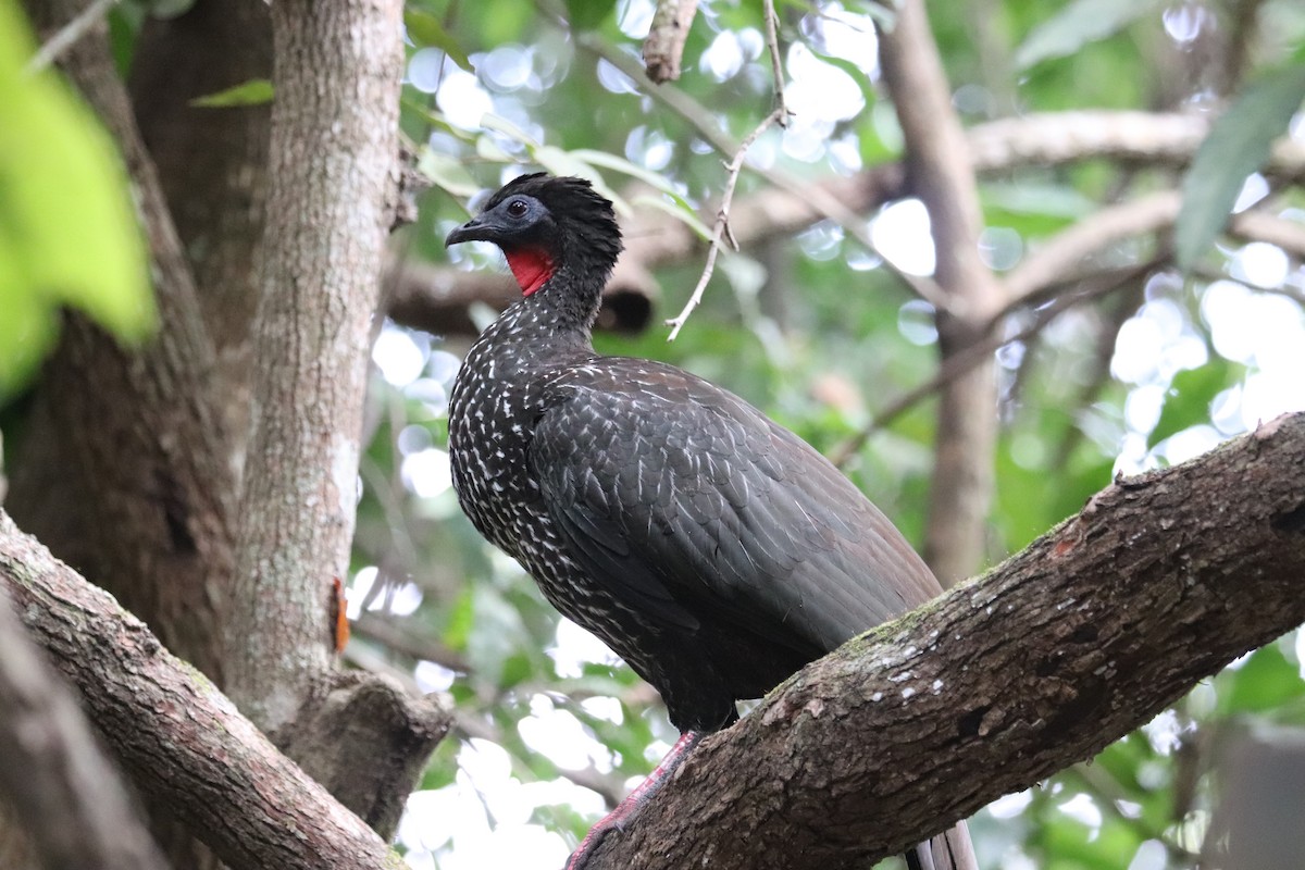 Pénélope panachée - ML646249803