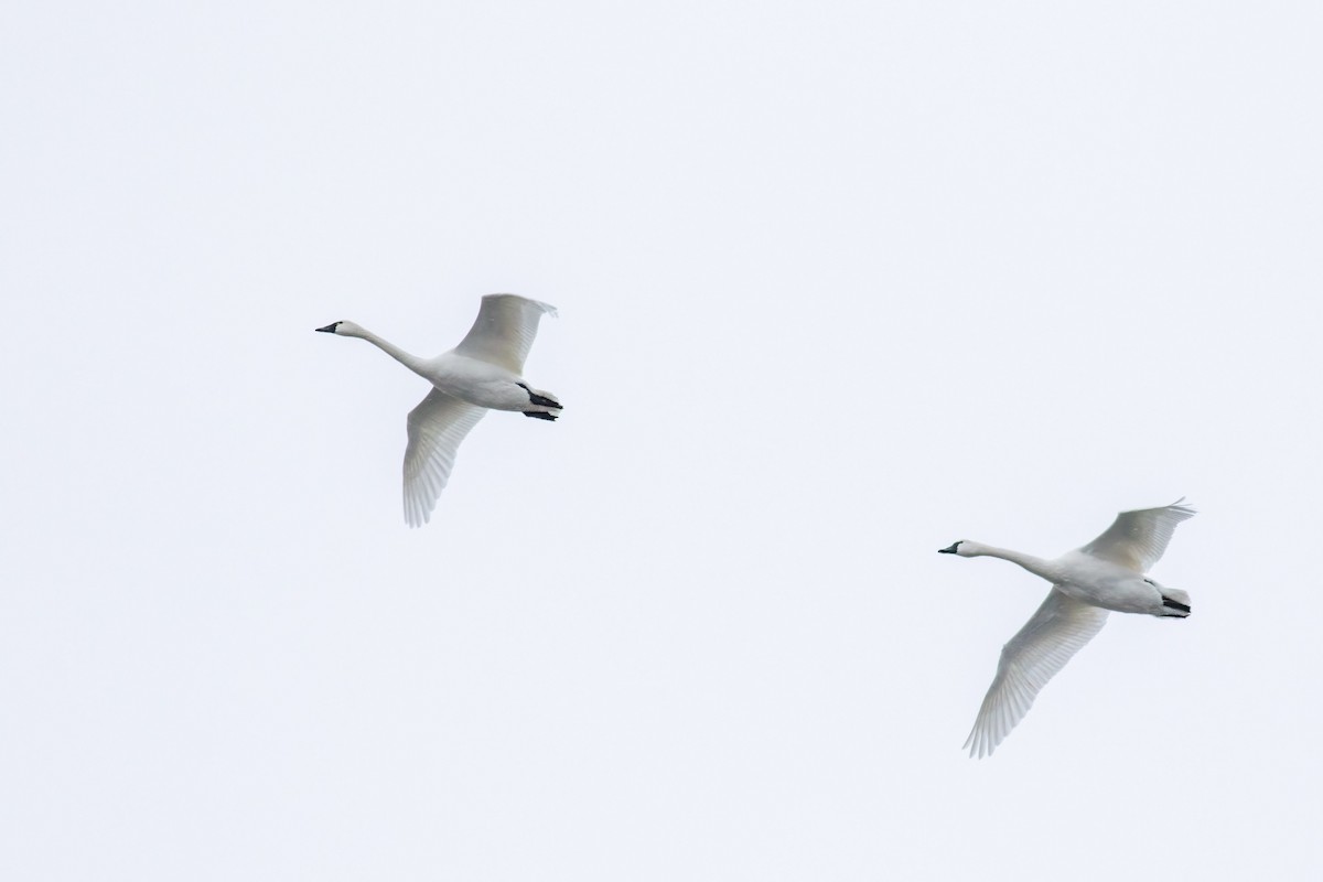 Tundra Swan - ML646249807