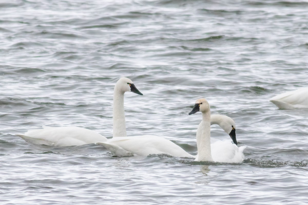 Tundra Swan - ML646249808