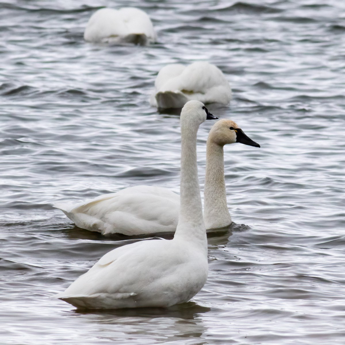 Tundra Swan - ML646249809