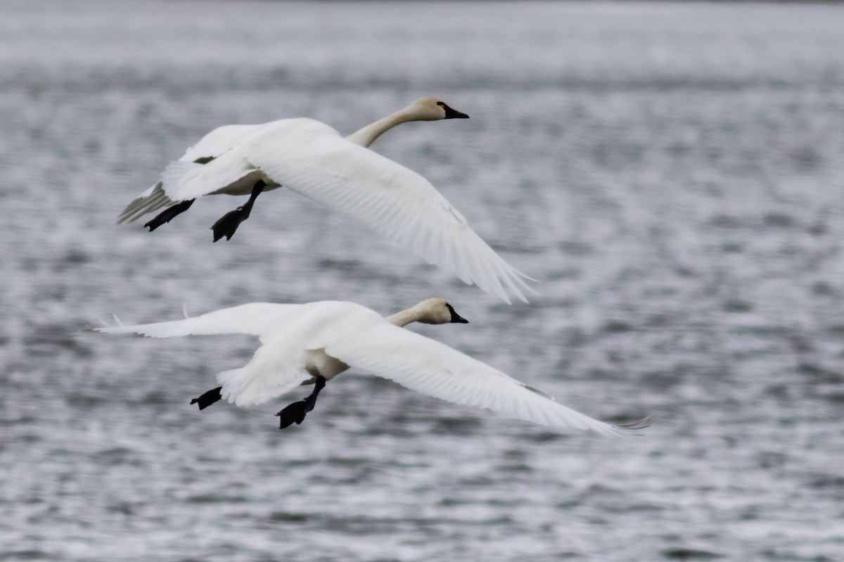 Tundra Swan - ML646249810