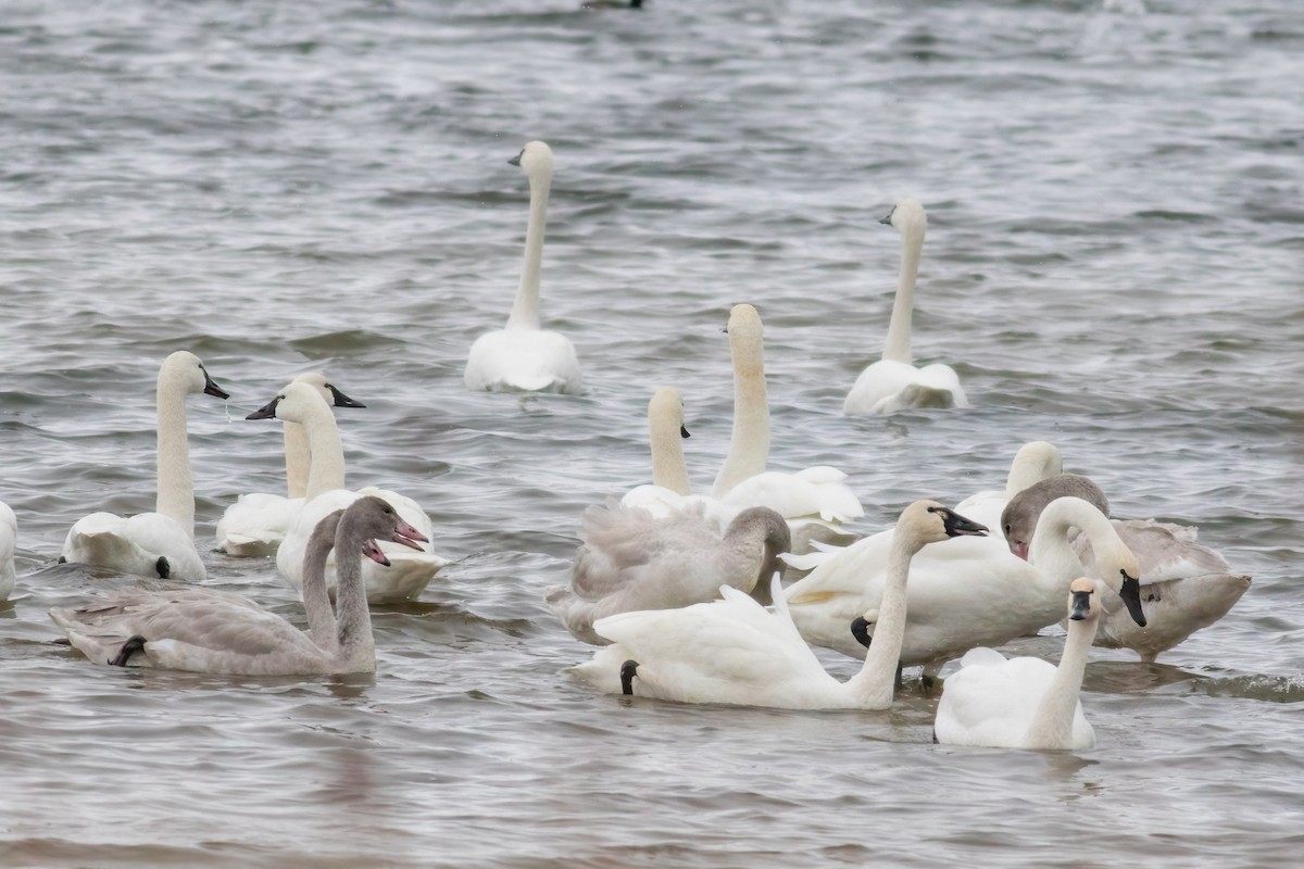 Tundra Swan - ML646249811