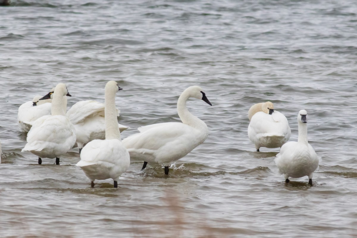 Tundra Swan - ML646249812