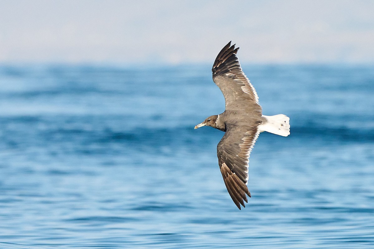 Sooty Gull - ML646249813