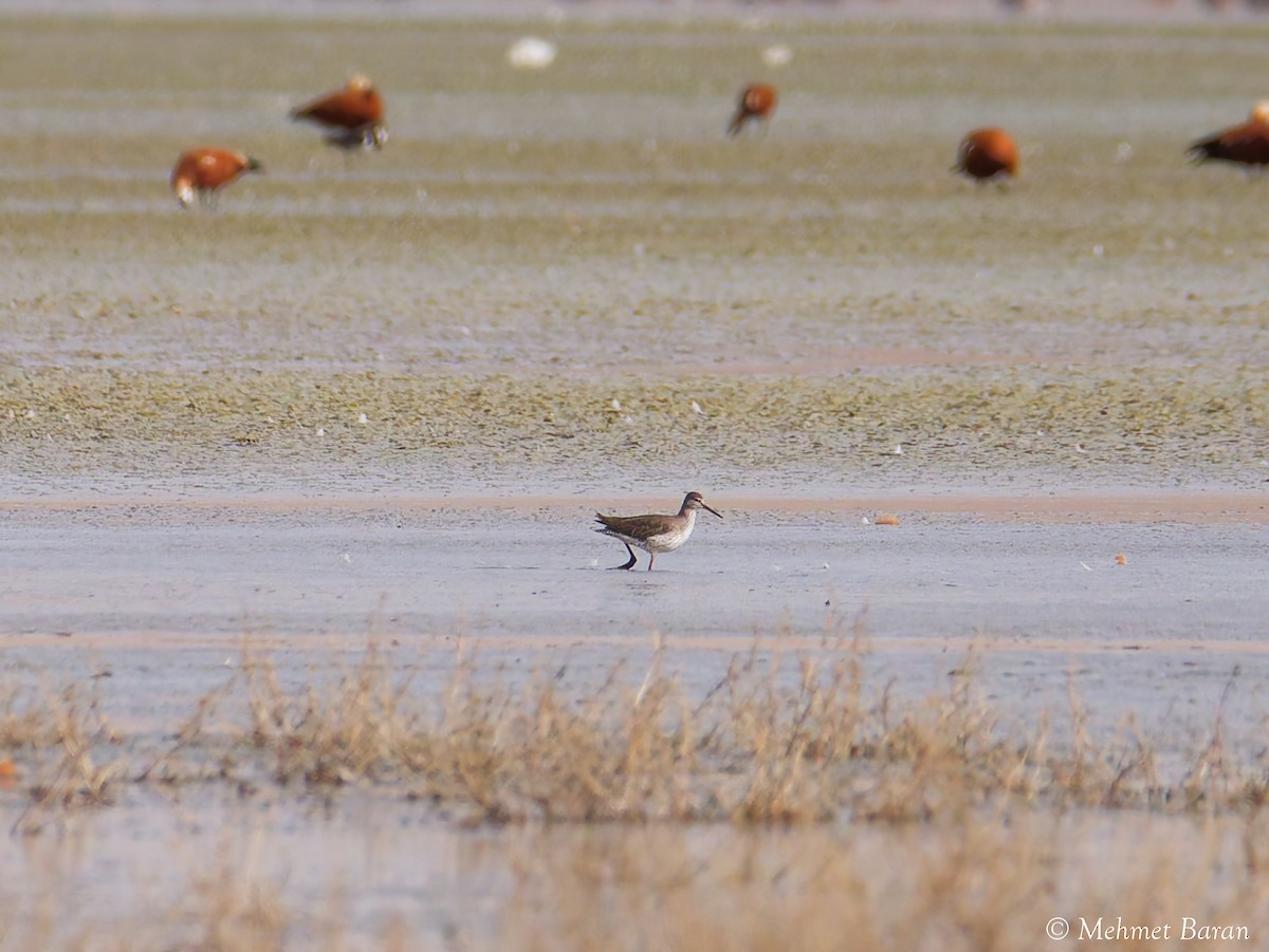 Chevalier cul-blanc - ML646249818
