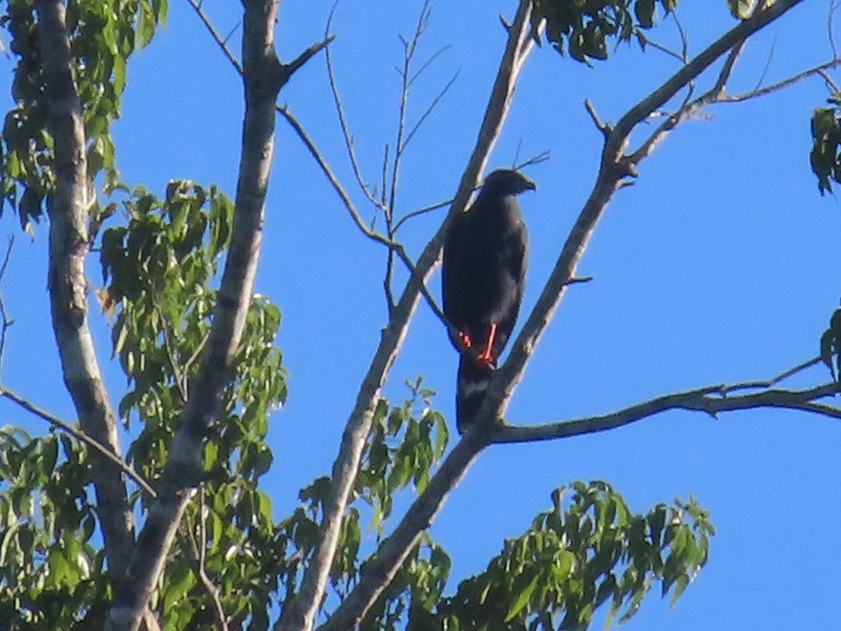 Crane Hawk - ML646249823