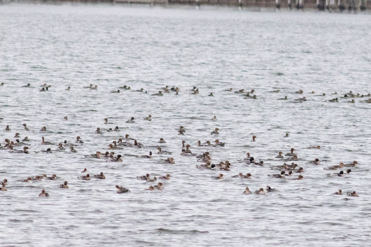 Harle huppé - ML646249826