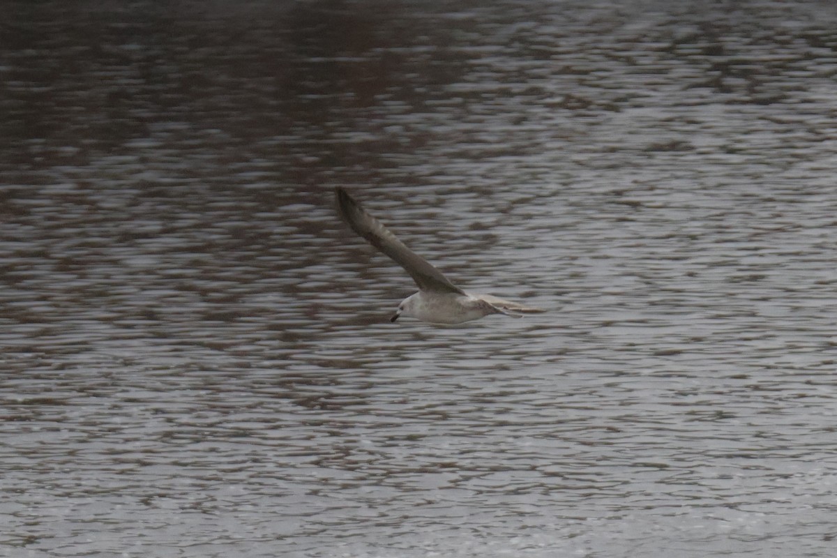 Goéland leucophée - ML646249831