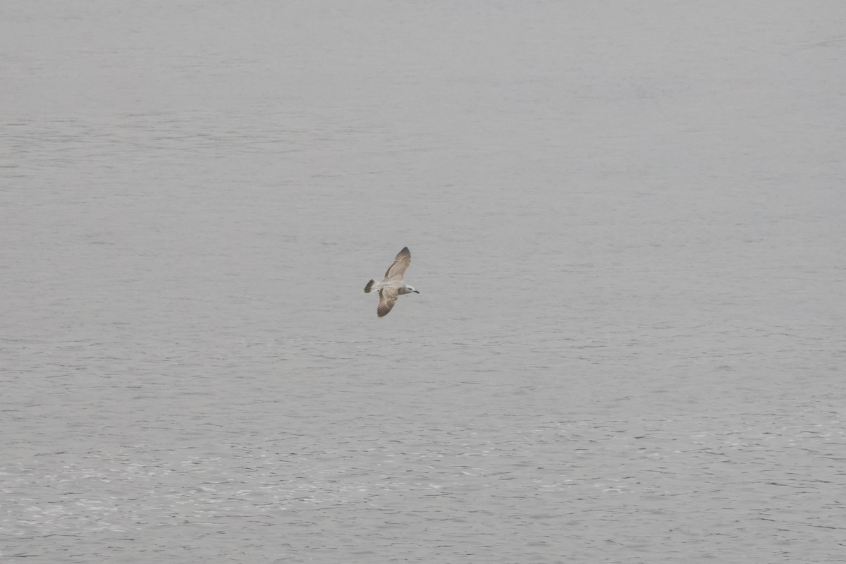 Goéland leucophée - ML646249832