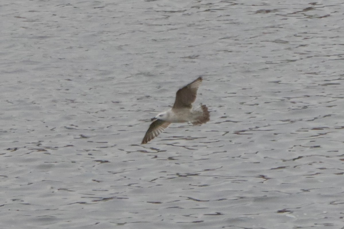 Goéland leucophée - ML646249833