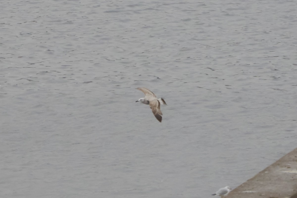 Goéland leucophée - ML646249834