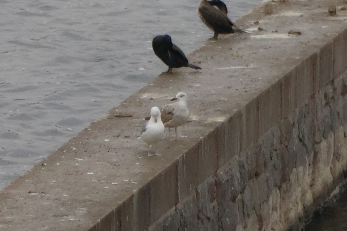 Goéland leucophée - ML646249835