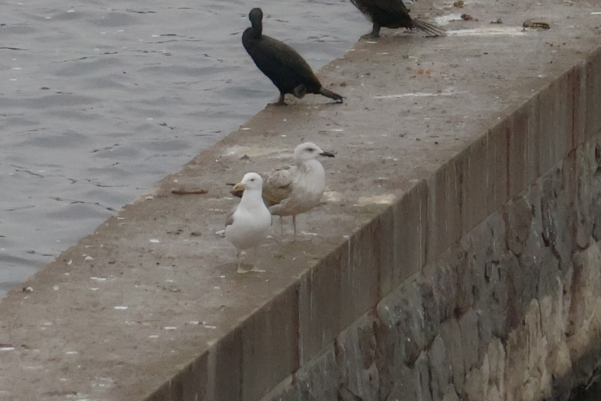 Goéland leucophée - ML646249836