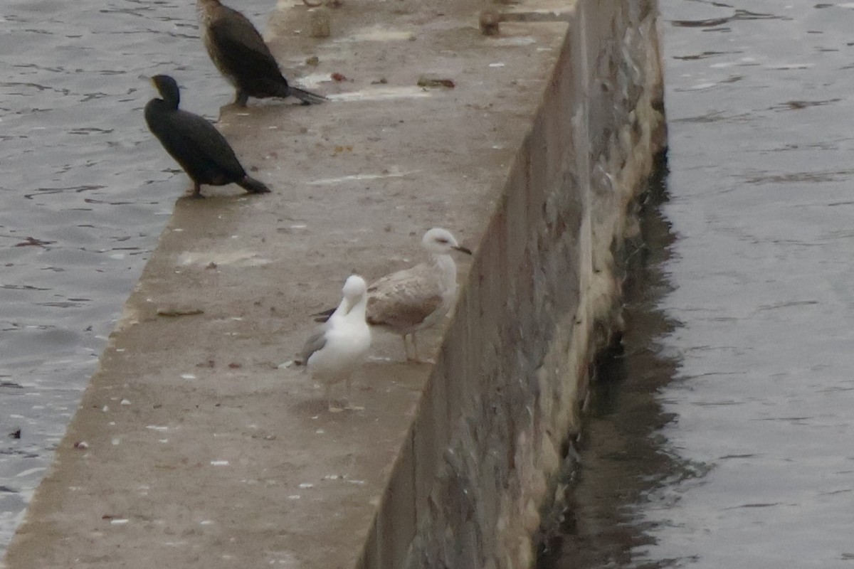 Goéland leucophée - ML646249837