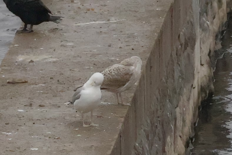 Goéland leucophée - ML646249838