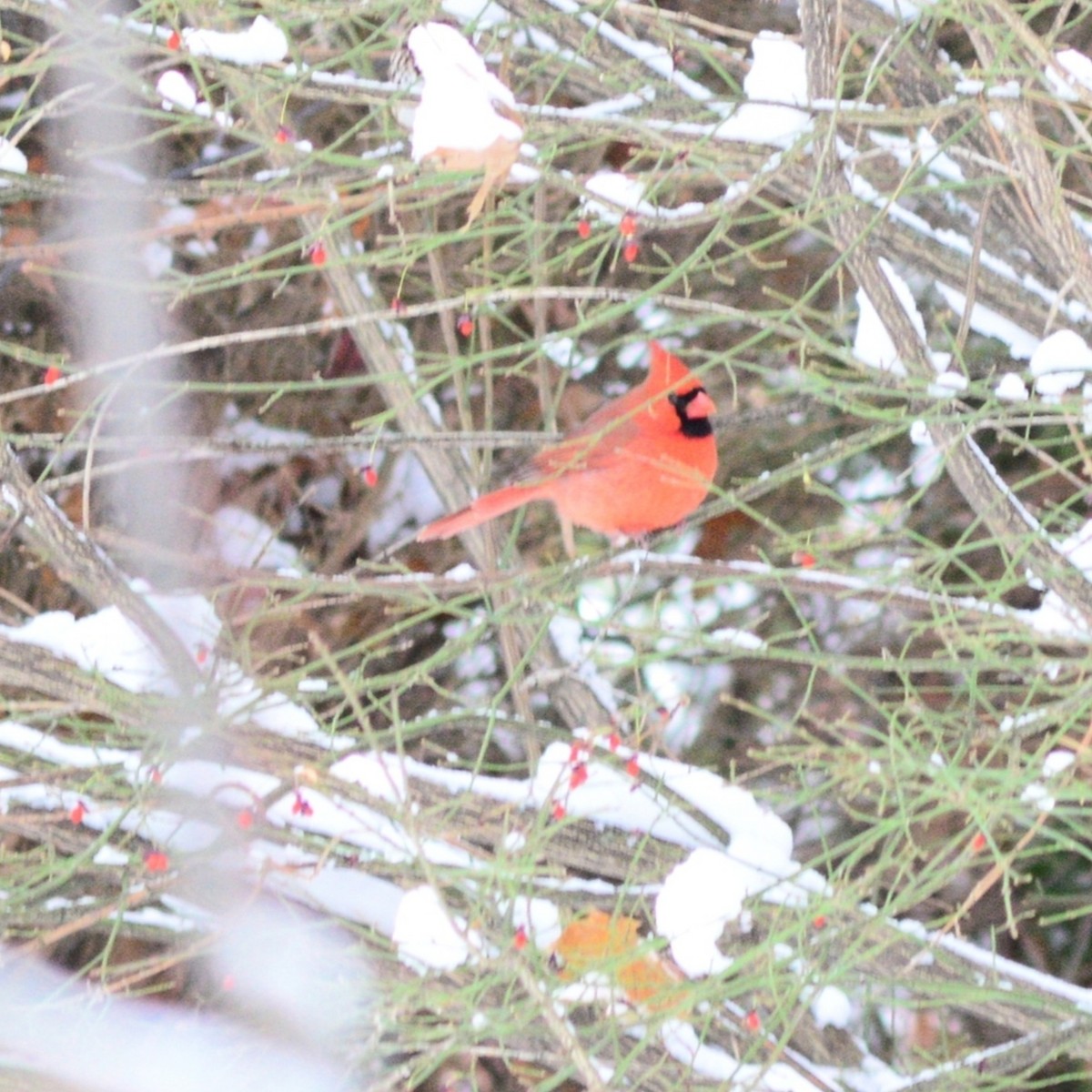 Cardinal rouge - ML646249839