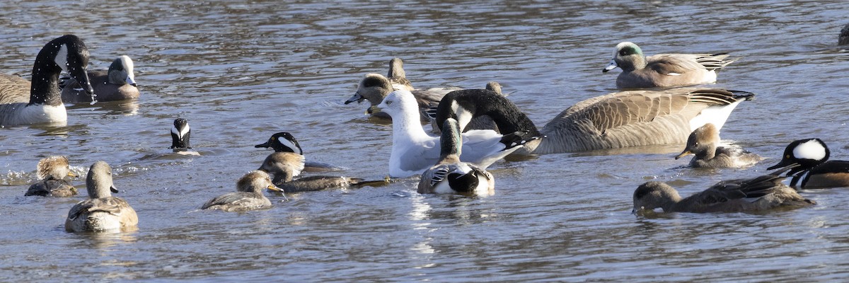 Goéland à bec cerclé - ML646249841