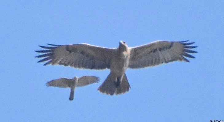 Aigle de Bonelli - ML646249842