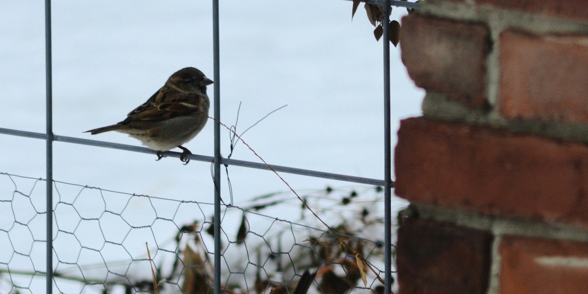 Moineau domestique - ML646249843