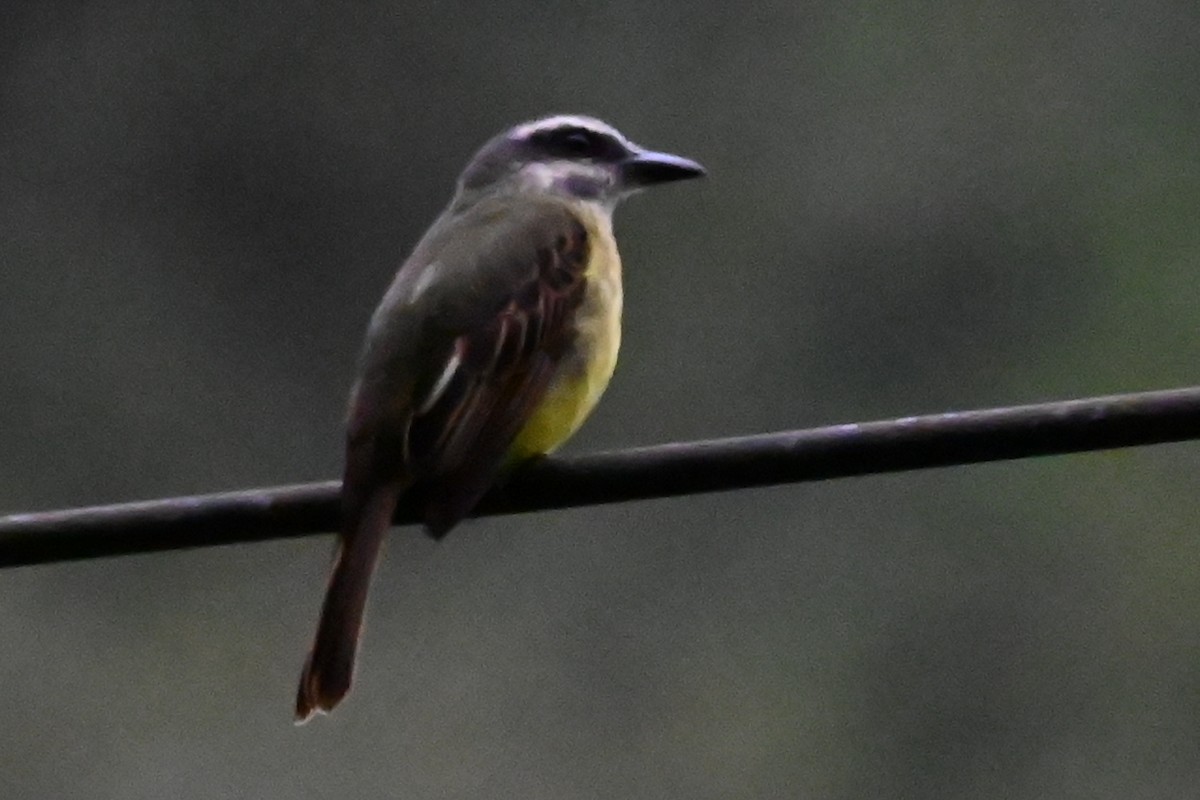 Tyran à ventre d'or - ML646249844