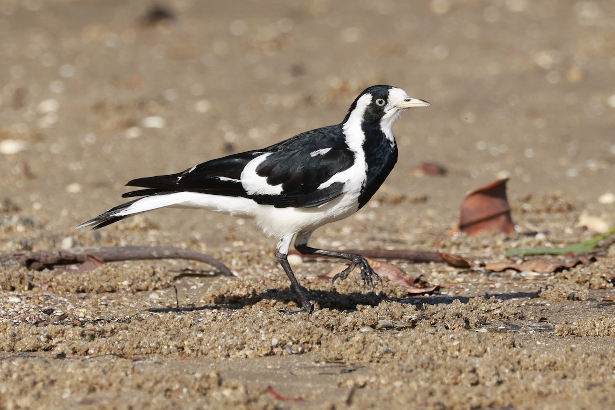 Gralline pie - ML646249845