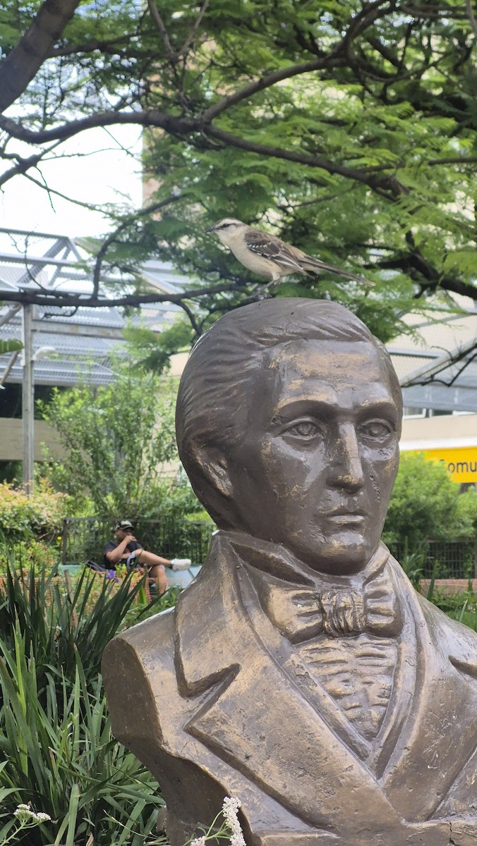 Moqueur plombé - ML646249846