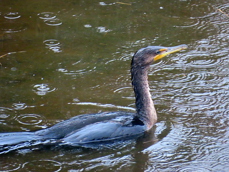 Cormoran à aigrettes - ML646249847