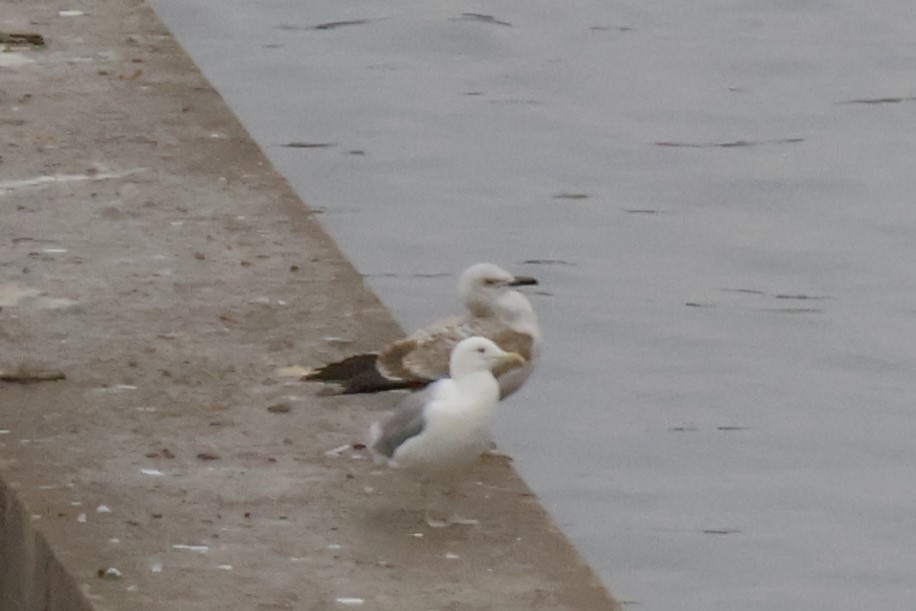 Goéland leucophée - ML646249848