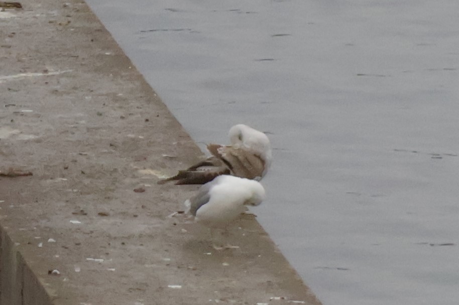 Goéland leucophée - ML646249849