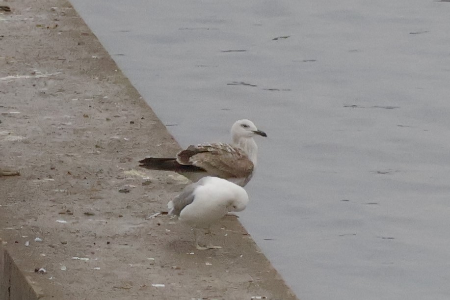 Goéland leucophée - ML646249850