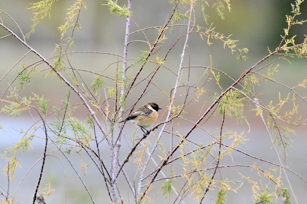 Tarier pâtre - ML646249851