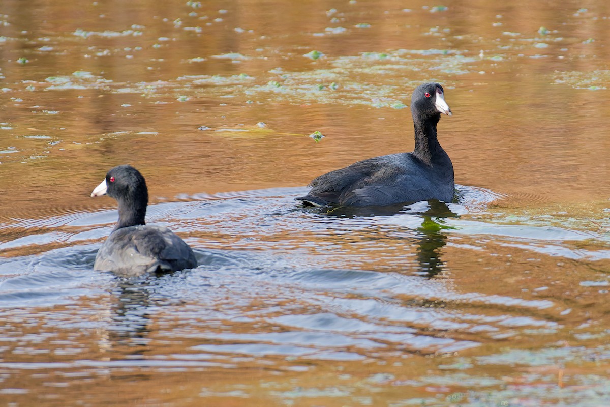 Foulque d'Amérique - ML646249852