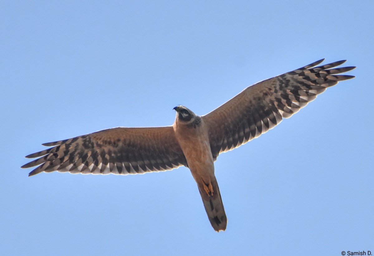 Aguilucho Papialbo - ML646249853