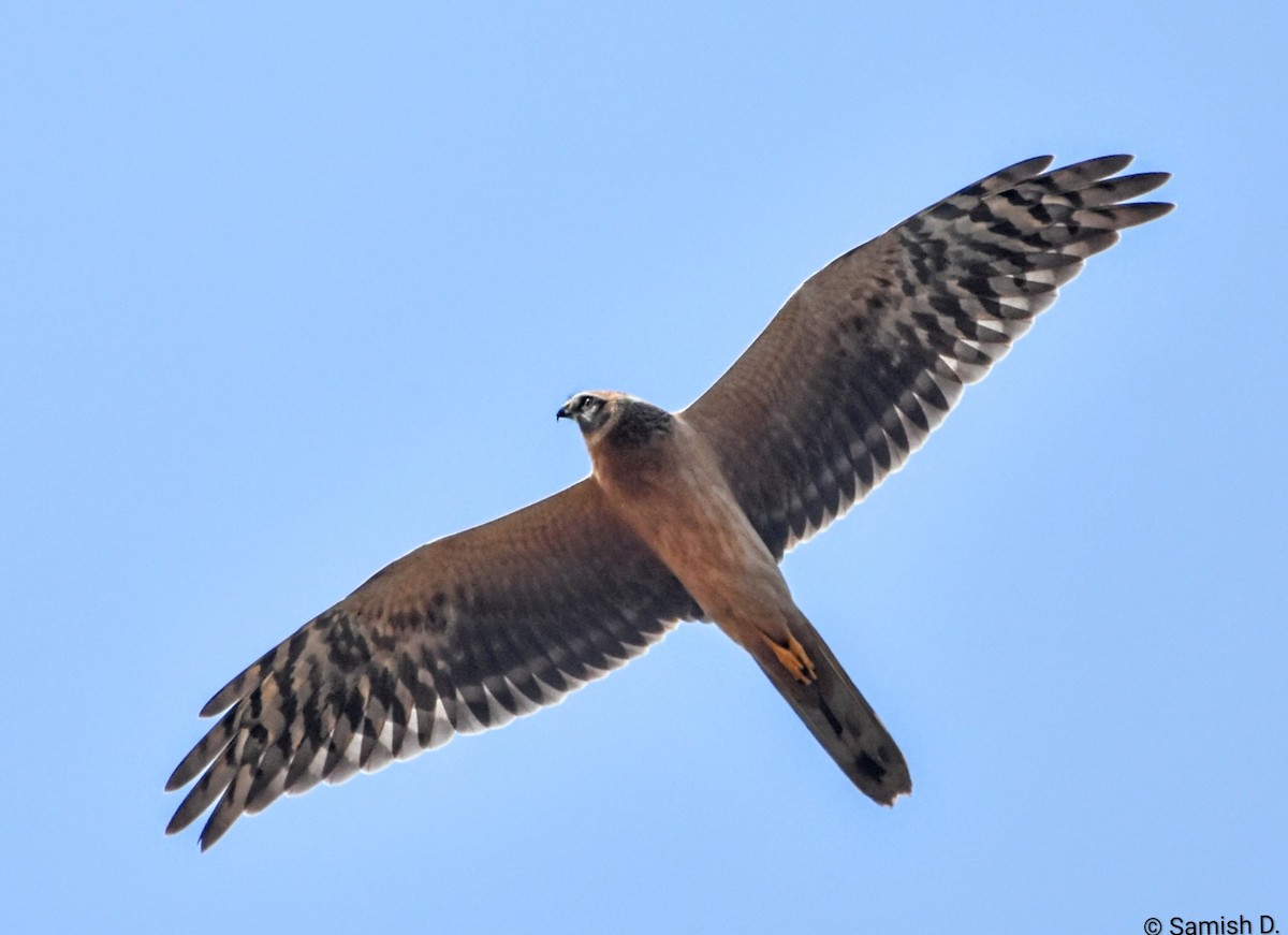 Aguilucho Papialbo - ML646249854