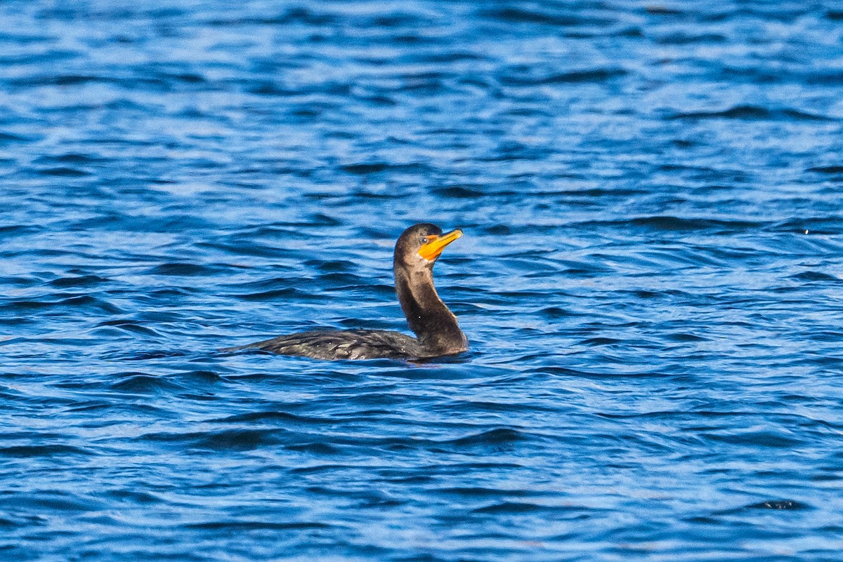 Cormoran à aigrettes - ML646249855