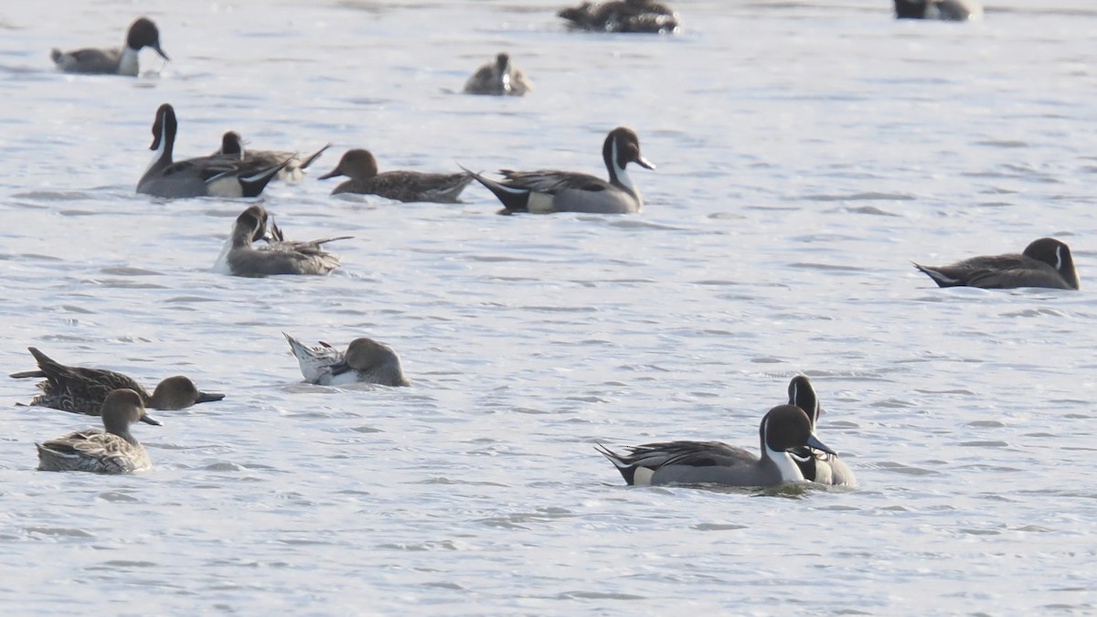 Canard pilet - ML646249856