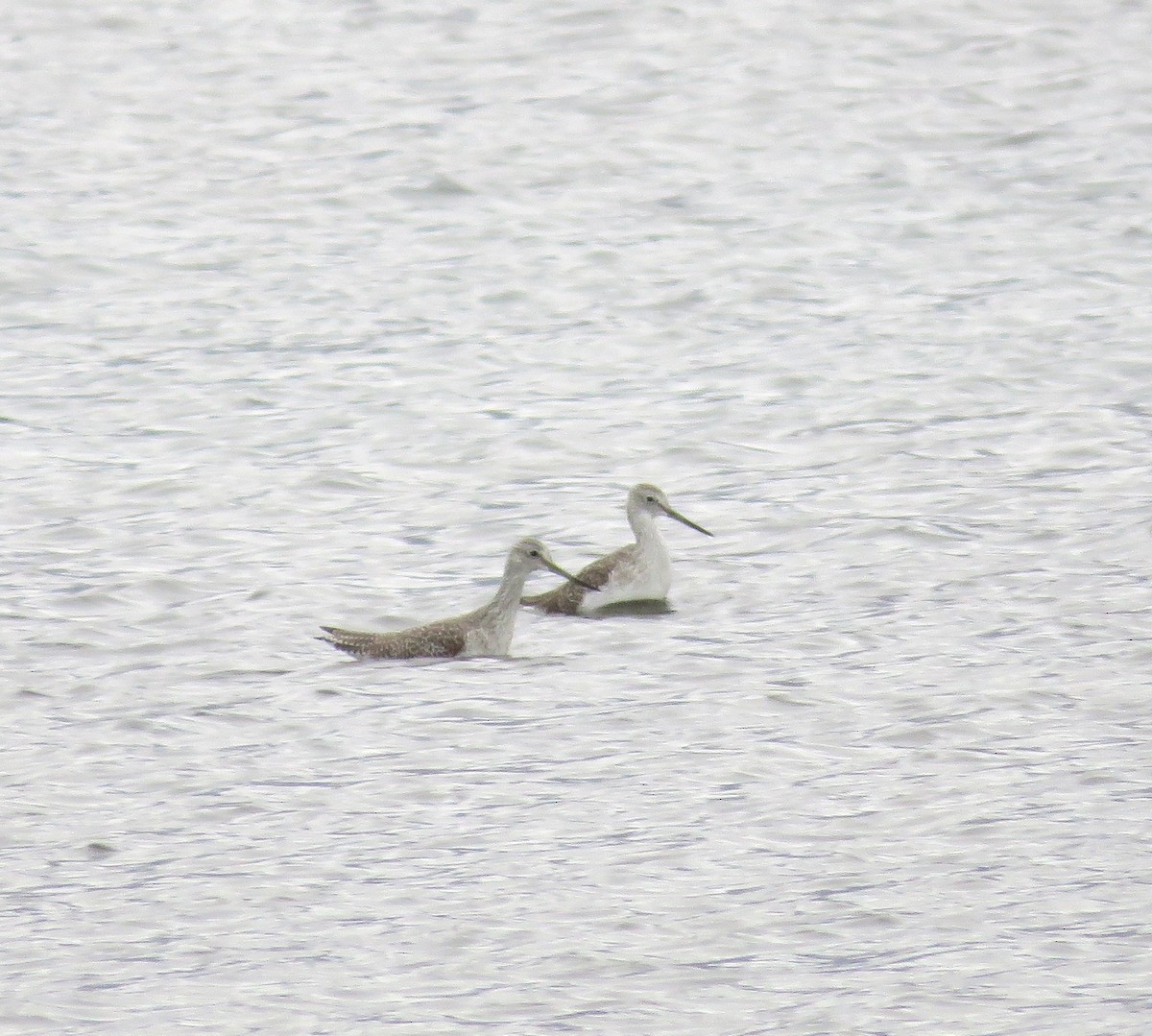 Grand Chevalier - ML646249859