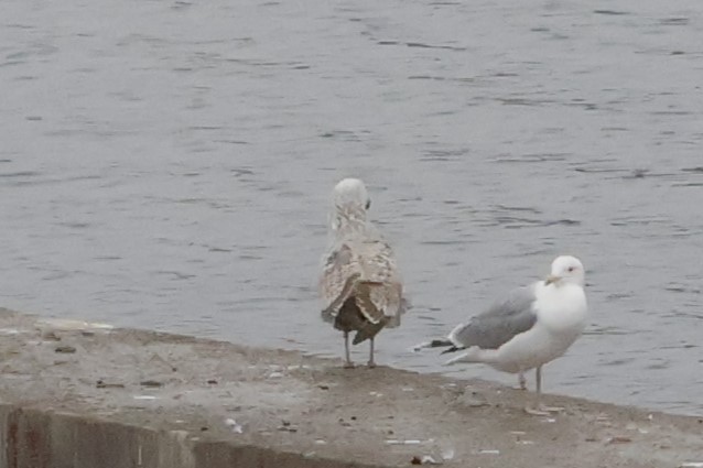 Goéland leucophée - ML646249860