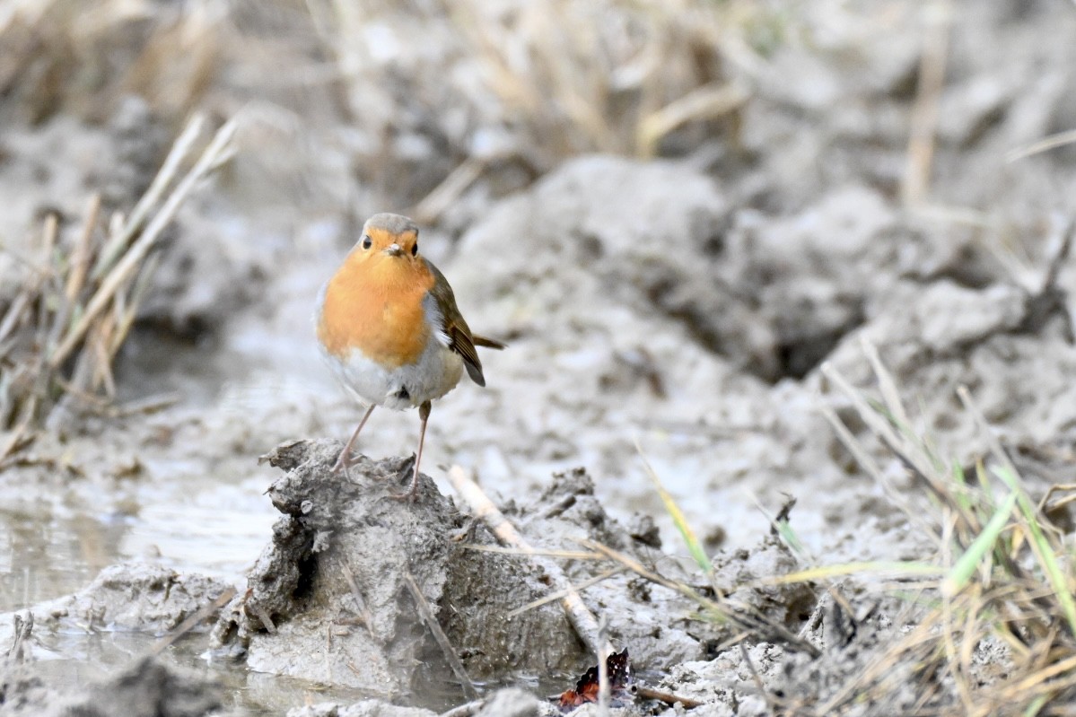 červenka obecná - ML646249866