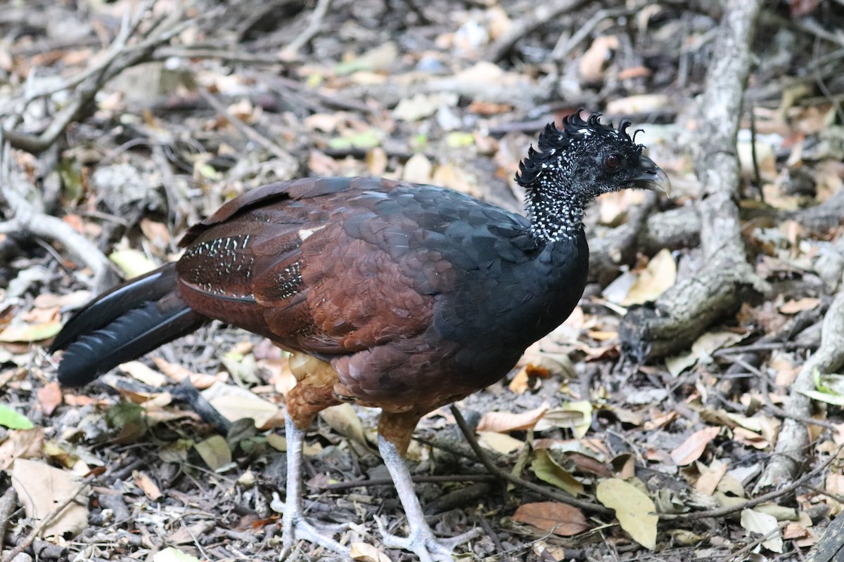 Great Curassow - ML646249869