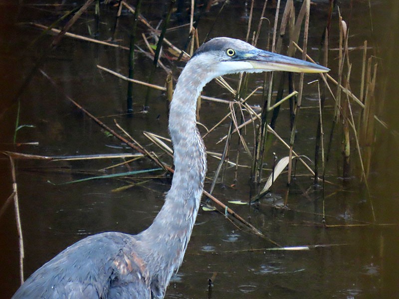Great Blue Heron (Great Blue) - ML646249870