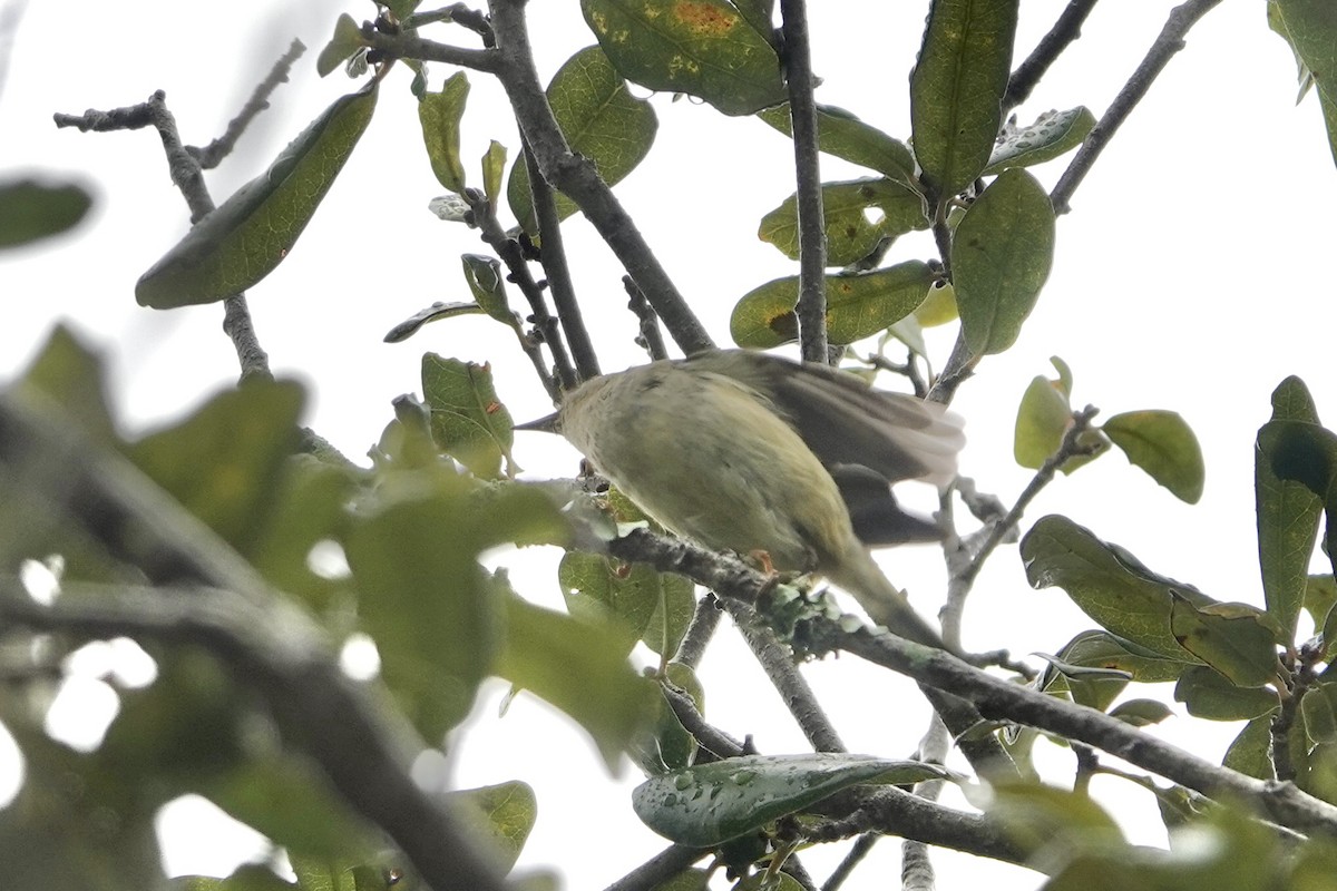 králíček americký - ML646249871