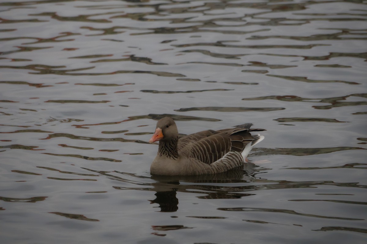 grågås - ML646249874